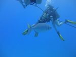 Hawaii Scuba divng 66