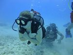 Hawaii Scuba divng 17