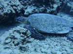 Hawaii Scuba divng 48