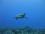 Hawaii Scuba divng 57