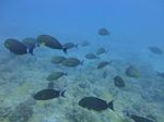 Hawaii Scuba divng 05