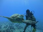 Hawaii Scuba divng 63