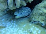 Hawaii scuba 15