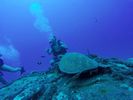 Hawaii Scuba divng 39