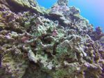 Hawaii Scuba divng 12