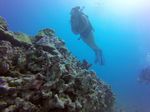 Hawaii Scuba divng 14