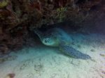 Hawaii Scuba divng 16