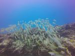 Hawaii Scuba divng 21