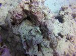 Hawaii Scuba divng 25