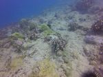 Hawaii Scuba divng 48