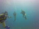 Hawaii Scuba divng 04