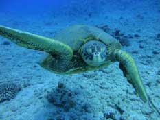 Scuba diving in hawaii