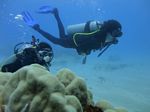 Hawaii Scuba divng 16