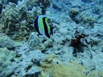 Hawaii Scuba divng 23