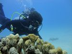 Hawaii Scuba divng 29