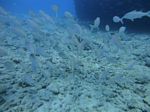 Hawaii Scuba divng 52