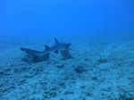 Hawaii scuba 29