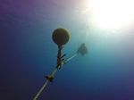 Hawaii Scuba divng 26