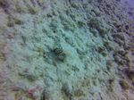 Hawaii Scuba divng 31
