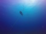 Hawaii Scuba divng 04