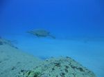 Oahu scuba 20