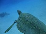 Oahu scuba 01