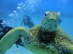 Oahu scuba 23