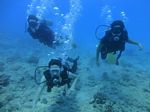 Oahu scuba 26