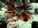 Oahu scuba 37