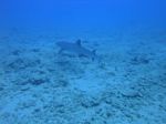 Oahu scuba 57