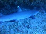 Oahu scuba 09