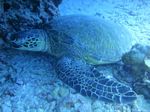 Oahu scuba 01