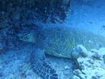 Oahu scuba 64