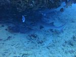 Oahu scuba 65