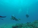 Hawaii Scuba divng 15