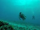 Hawaii Scuba divng 41