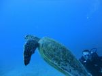 Hawaii Scuba divng 37