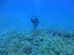 Hawaii Scuba divng 41