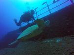 Hawaii Scuba divng 10