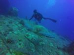 Hawaii Scuba divng 19