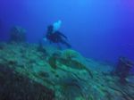 Hawaii Scuba divng 20