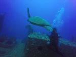 Hawaii Scuba divng 26