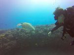 Hawaii Scuba divng 44