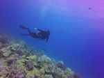 Hawaii Scuba divng 62