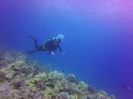 Hawaii Scuba divng 63