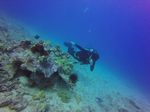 Hawaii Scuba divng 69