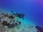 Hawaii Scuba divng 70