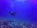 Hawaii Scuba divng 71