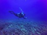 Hawaii Scuba divng 73