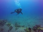 Hawaii Scuba divng 78